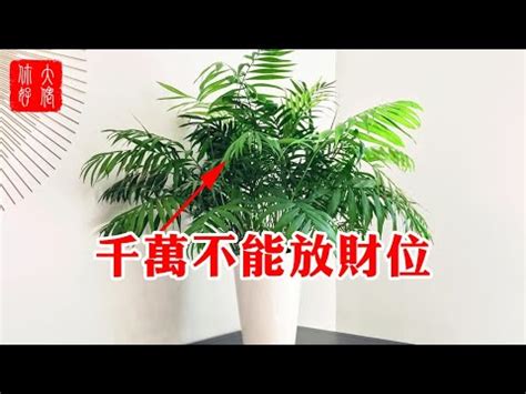 黃椰子風水|黃椰子風水：改運關鍵